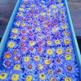 Drying Blue Lotus Whole Flower, Nymphaea caerulea, For Sale from Schmerbals Herbals