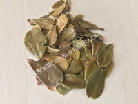 Dried All Natural Uva Ursi Leaf, Arctostaphylos uva ursi, for Sale from Schmerbals Herbals