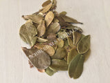 Dried Wild-Crafted Uva Ursi Leaf, Arctostaphylos uva ursi, for Sale from Schmerbals Herbals