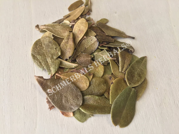 Dried Wild-Crafted Uva Ursi Leaf, Arctostaphylos uva ursi, for Sale from Schmerbals Herbals