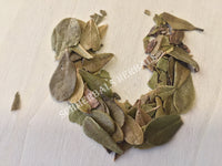 Dried Wild-Crafted Uva Ursi Leaf, Arctostaphylos uva ursi, for Sale from Schmerbals Herbals