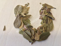 Dried All Natural Uva Ursi Leaf, Arctostaphylos uva ursi, for Sale from Schmerbals Herbals