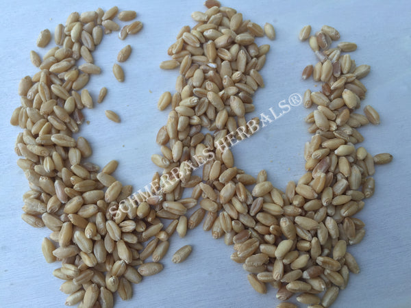 Dried Hard White Winter Wheat Berries, Triticum spp, for Sale from Schmerbals Herbals