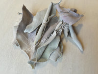 Dried Wild-Crafted Whole Leaf White Sage, Salvia apiana, for Sale from Schmerbals Herbals