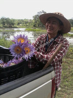 Harvesting Whole Flower Blue Lotus, Nymphaea caerulea, "Siamese Dream™" For Sale from Schmerbals Herbals