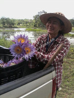 Harvesting Organic Blue Lotus Flower, Nymphaea caerulea, "Deep Purple Thai™" and "Siamese Dream™" for Sale from Schmerbals Herbals