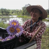 Harvesting Blue Lotus Flower, Nymphaea caerulea, Deep Purple Thai™ and Siamese Dream™ for Sale from Schmerbals Herbals